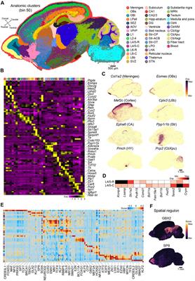 Frontiers A Cellular Resolution Spatial Transcriptomic Landscape Of